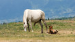 horse with foal