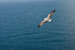 seagull in the fly