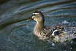 Pato