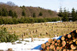 tree nursery