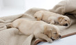 sleeping puppies of golden retriever