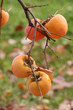 Cachi - Diospyros kaki