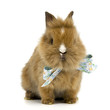 Baby Kaninchen mit Schleife Baby Kaninchen mit Schleife