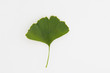 Ginkgoblatt