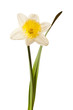 White Spring Daffodil Flower Isolated on White Background White Spring Daffodil Flower Isolated on White Background