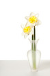 White Spring Daffodil Flower Bunch Isolated on White Background White Spring Daffodil Flower Bunch Isolated on White Background