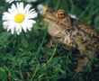 Erdkroete_115046