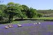 Sheep and bluebells on Dartmoor