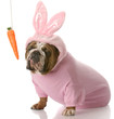dog dressed up as easter bunny
