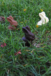 Lapins en chocolat Lapins en chocolat