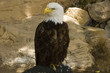 Aguila real