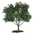 Baum - Olive