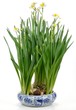 white daffodils
