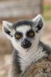 Ring-tailed Lemur (Lemur Catta) Portrait Ring-tailed Lemur (Lemur Catta) Portrait