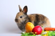 Osterhase mit Eiern