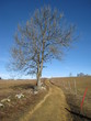 Arbre et chemin du Jura