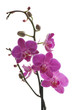 branch of orchid flower (phalaenopsis) on white background branch of orchid flower (phalaenopsis) on white background