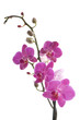 branch of orchid flower (phalaenopsis) on white background branch of orchid flower (phalaenopsis) on white background