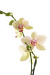 branch of orchid flower (phalaenopsis) on white background branch of orchid flower (phalaenopsis) on white background