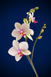 branch of orchid flower (phalaenopsis) on blue background branch of orchid flower (phalaenopsis) on blue background