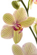 branch of orchid flower (phalaenopsis) on white background branch of orchid flower (phalaenopsis) on white background
