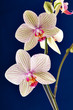 branch of orchid flower (phalaenopsis) on blue background branch of orchid flower (phalaenopsis) on blue background