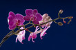 branch of orchid flower (phalaenopsis) on blue background branch of orchid flower (phalaenopsis) on blue background