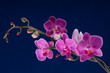 branch of orchid flower (phalaenopsis) on blue background branch of orchid flower (phalaenopsis) on blue background