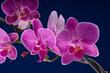 branch of orchid flower (phalaenopsis) on blue background branch of orchid flower (phalaenopsis) on blue background