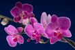 branch of orchid flower (phalaenopsis) on blue background branch of orchid flower (phalaenopsis) on blue background
