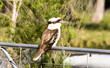 Kookaburra on a fence