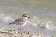 dunlin, calidris alpina