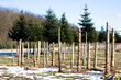 tree nursery