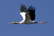 Photo: wood stork, mycteria americana wood stork, mycteria americana