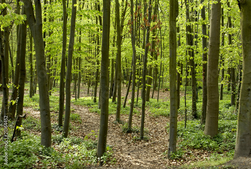 Photo: forêt forêt