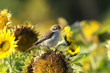 Photo: red-backed shrike, lanius collurio red-backed shrike, lanius collurio