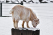 small goat on a treestump kleine ziege auf einem Baumstumpf