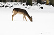 beautiful roe deer in the woods