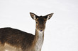 beautiful roe deer in the woods