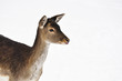 beautiful roe deer in the woods