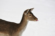 beautiful roe deer in the woods