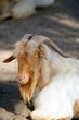 Goat portrait redhead and white wool colors, nature Goat portrait redhead and white wool colors, nature