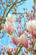 Magnolie