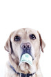 dog with a dollar bill