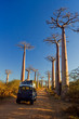 Baobab trees, Madagascar Baobab trees, Madagascar