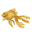 Vektor: goldfish goldfish