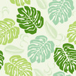 Monstera