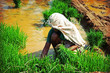 woman, planting rice