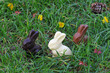 Lapin en chocolat Lapin en chocolat