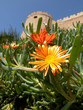 fleur sur l'Alcazaba